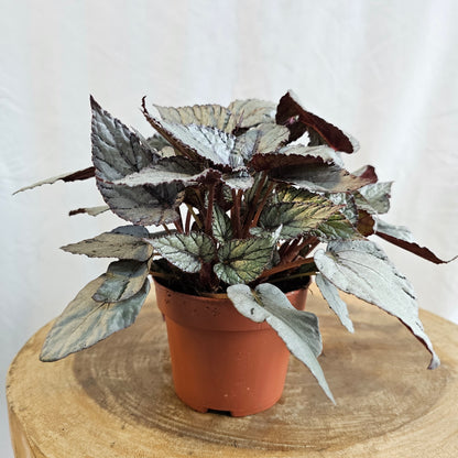 Begonia Leaf Rex / Magic Colours / Silver Limbo