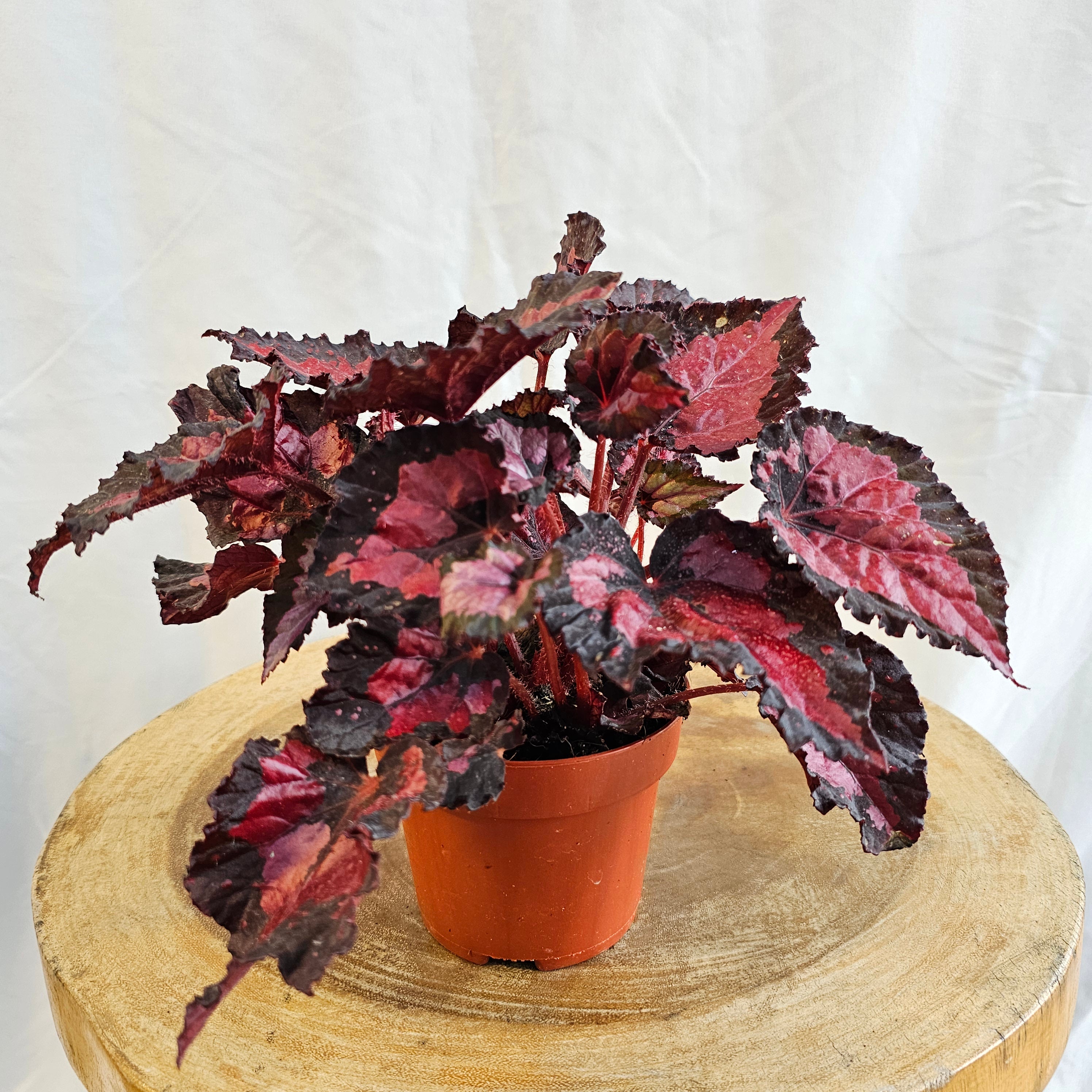 Begonia Leaf / Magic Colours /  Red Kiss
