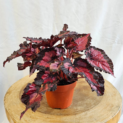 Begonia Leaf / Magic Colours /  Red Kiss