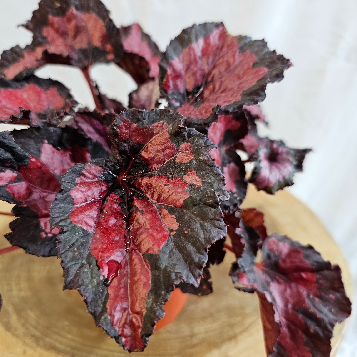 Begonia Leaf / Magic Colours /  Red Kiss