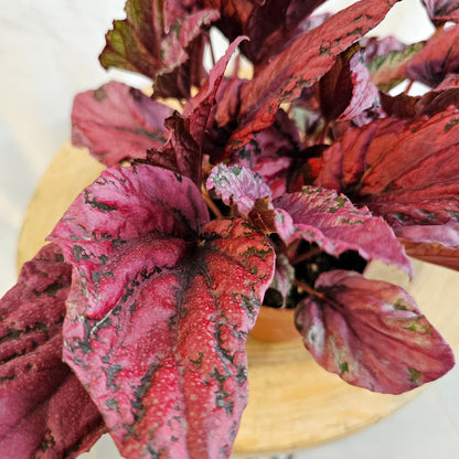 Begonia Leaf Rex / Magic Colours / Red Bull