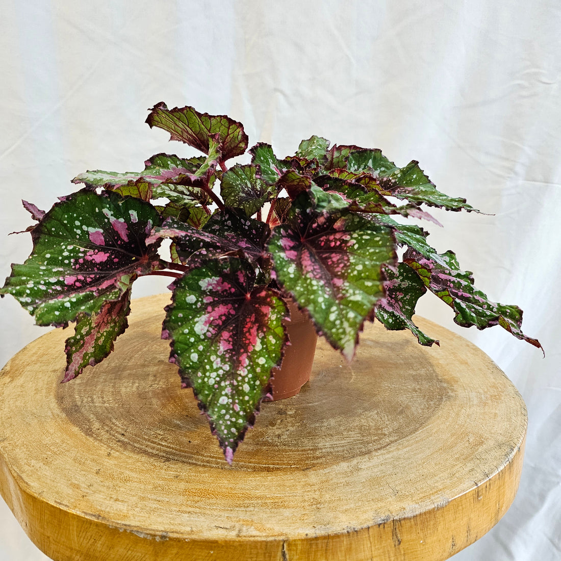 Begonia Leaf / Magic Colours / Macarena