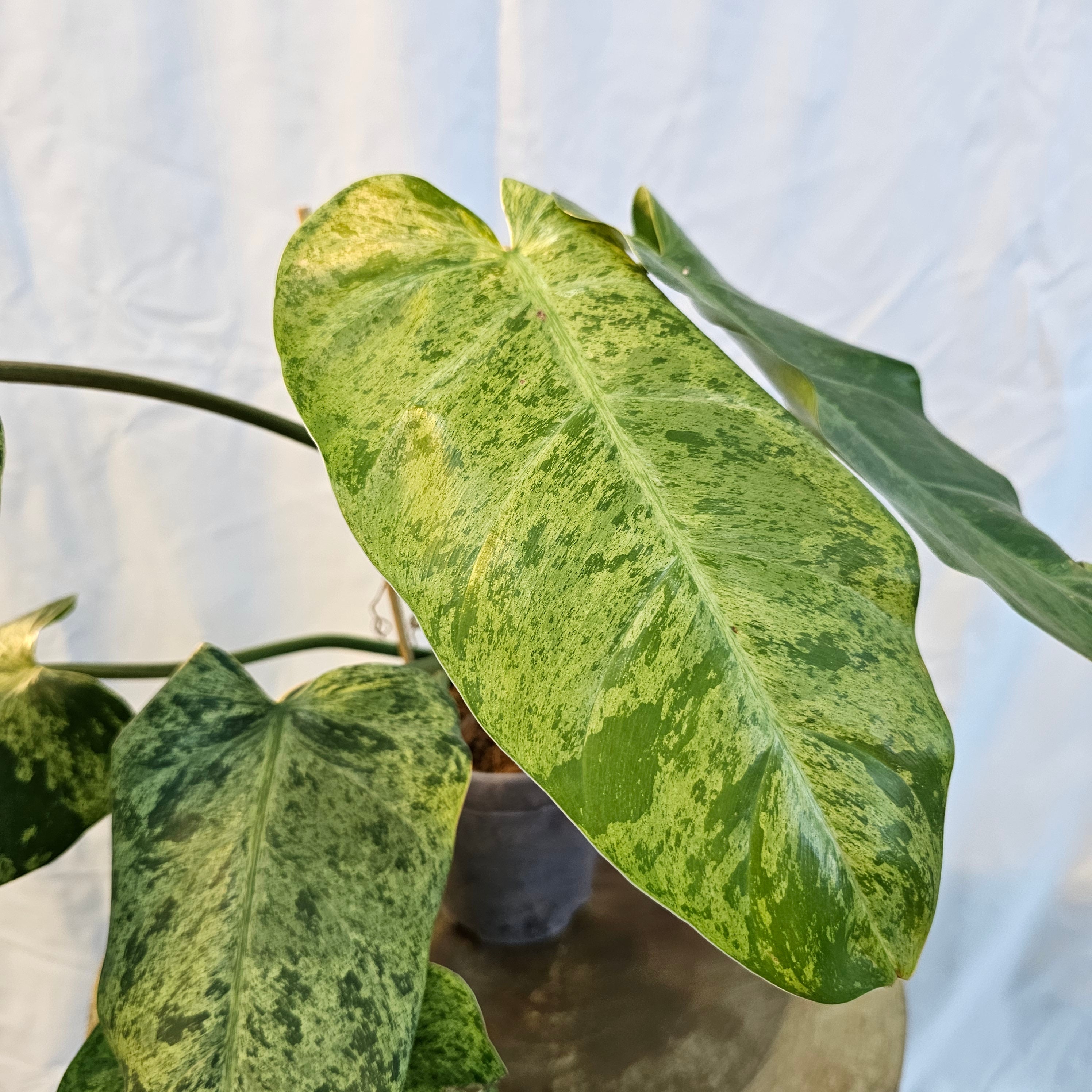 Philodendron Whipple Way Mint Marble