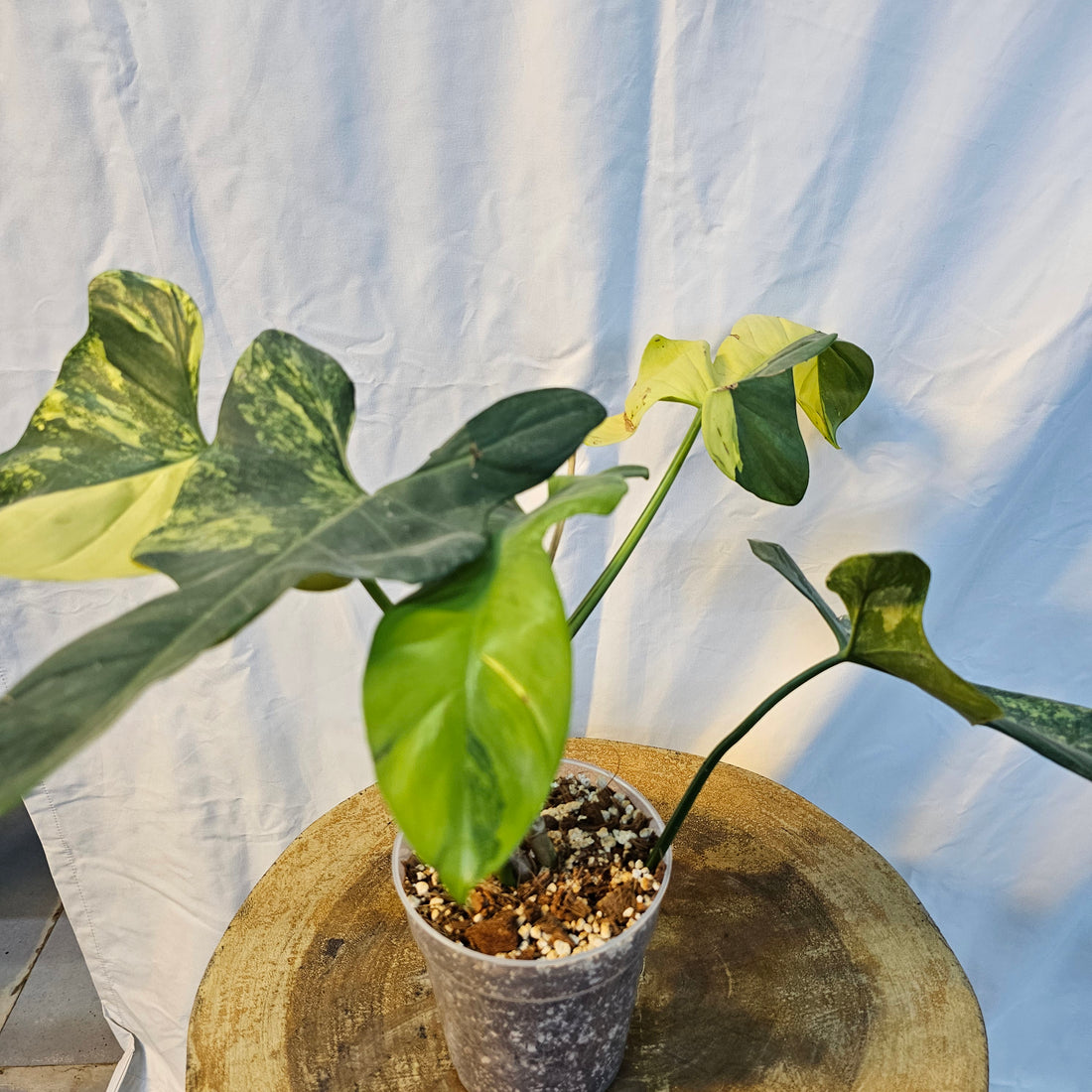 Philodendron Bipennifolium Violin Variegated