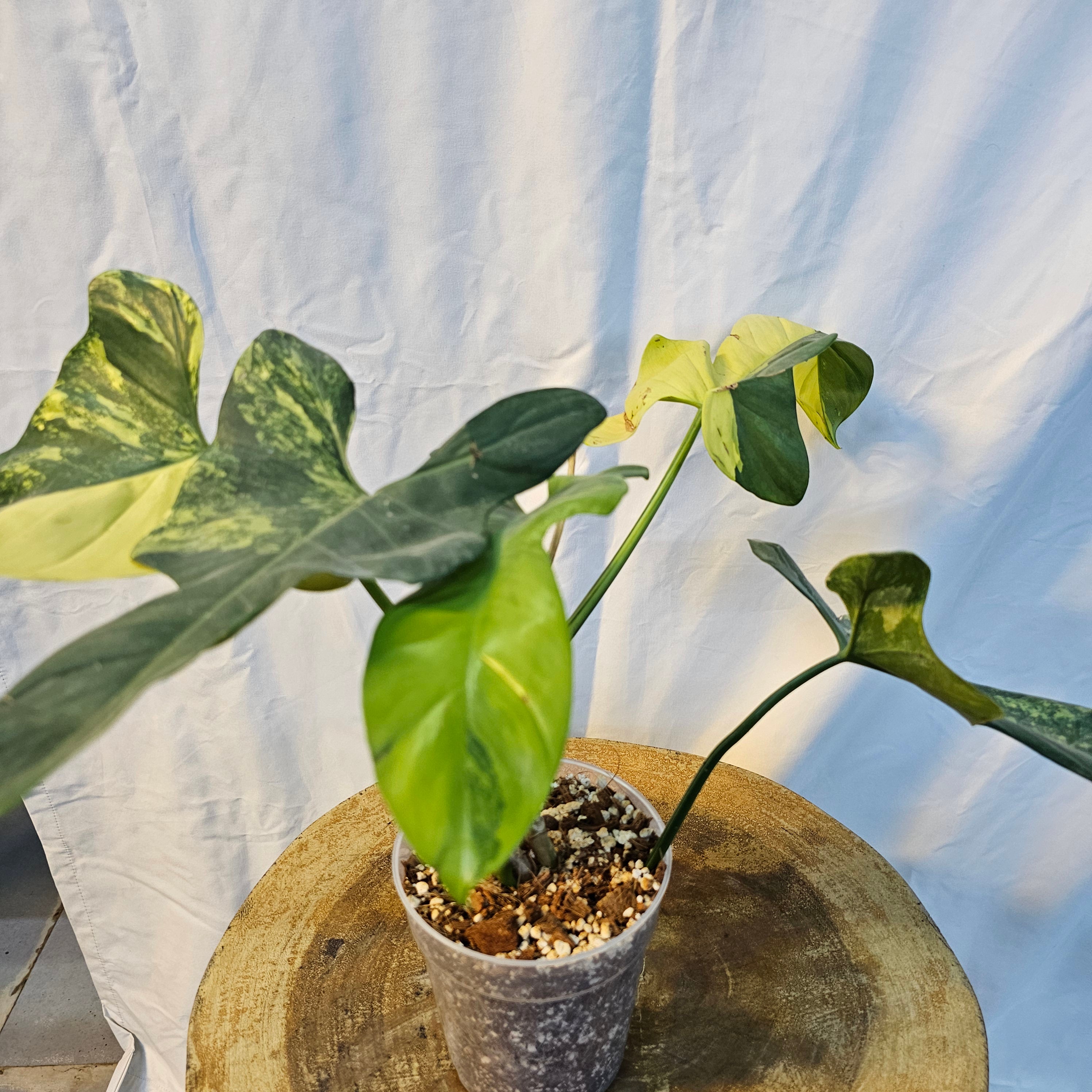 Philodendron Bipennifolium Violin Variegated