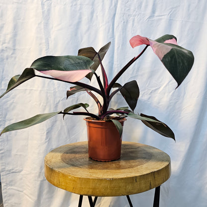 Philodendron Pink Princess / Pink Princess