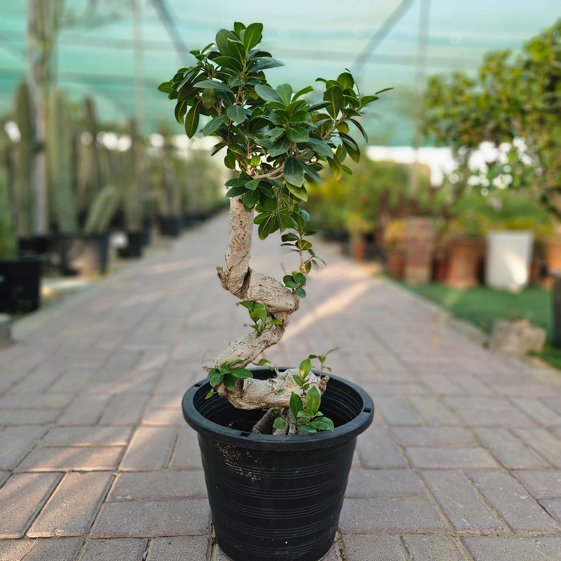 Ficus Bonsai / Microcarpa Bonsai S Shape / Ficus Retusa /Ginseng Ficus