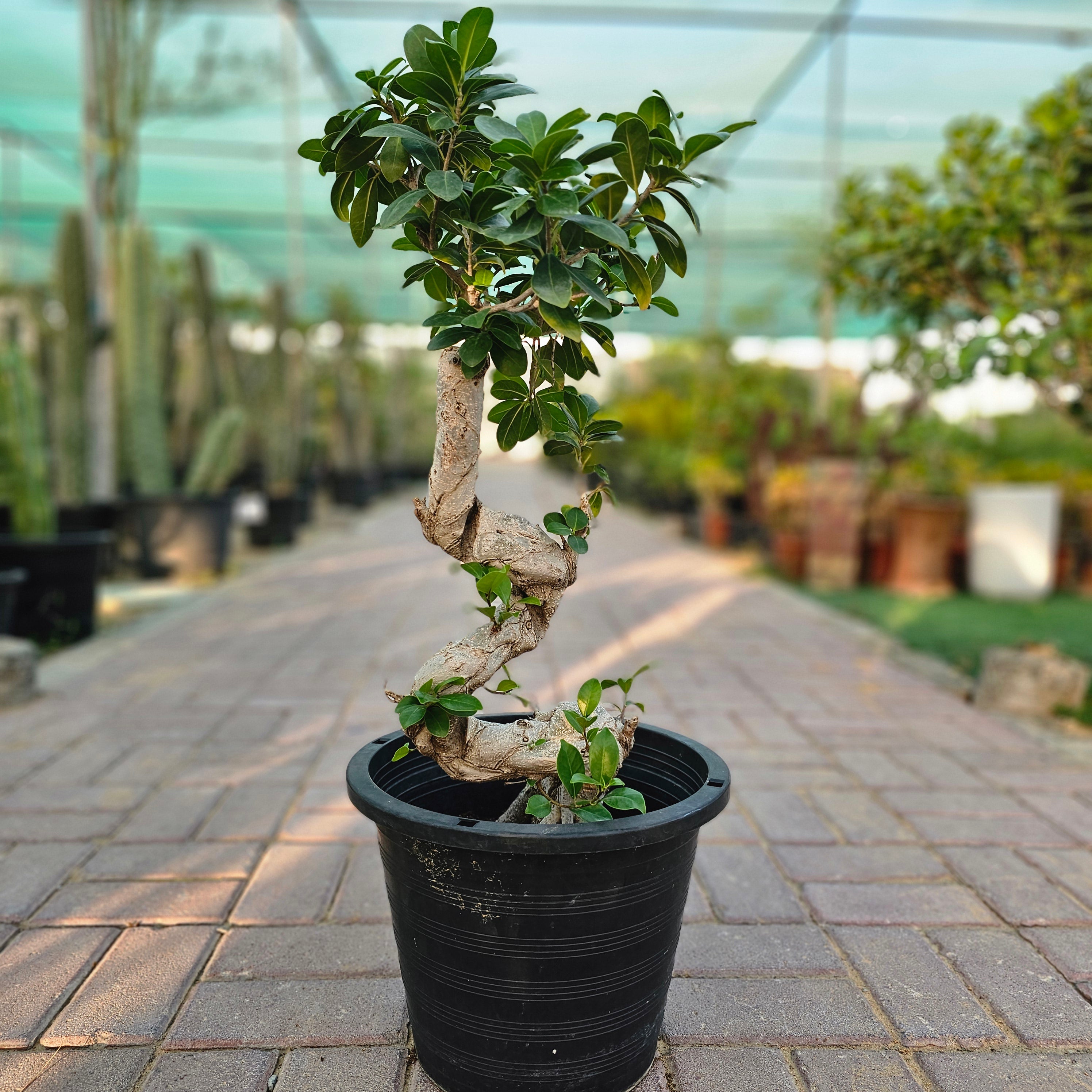 Ficus Bonsai / Microcarpa Bonsai S Shape / Ficus Retusa /Ginseng Ficus