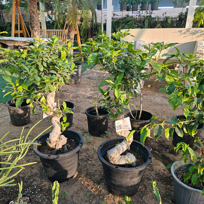 Ficus Bonsai / Microcarpa Bonsai S Shape / Ficus Retusa /Ginseng Ficus