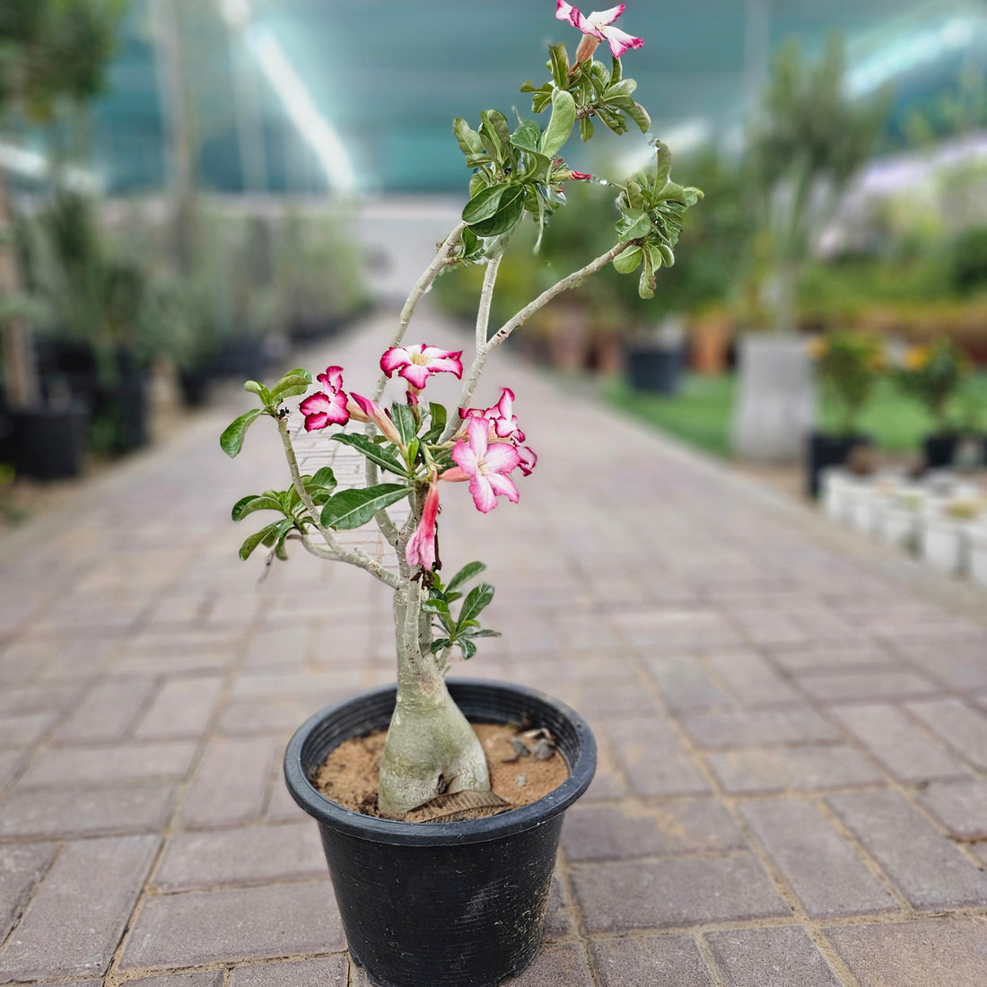 Desert Rose / Adenium / Sabi Star / / Impala Lily / Kudu / Mock Azalea