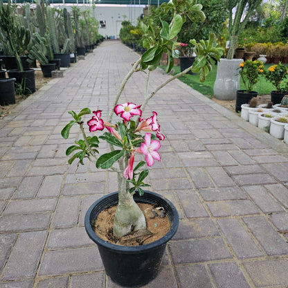 Desert Rose / Adenium / Sabi Star / / Impala Lily / Kudu / Mock Azalea