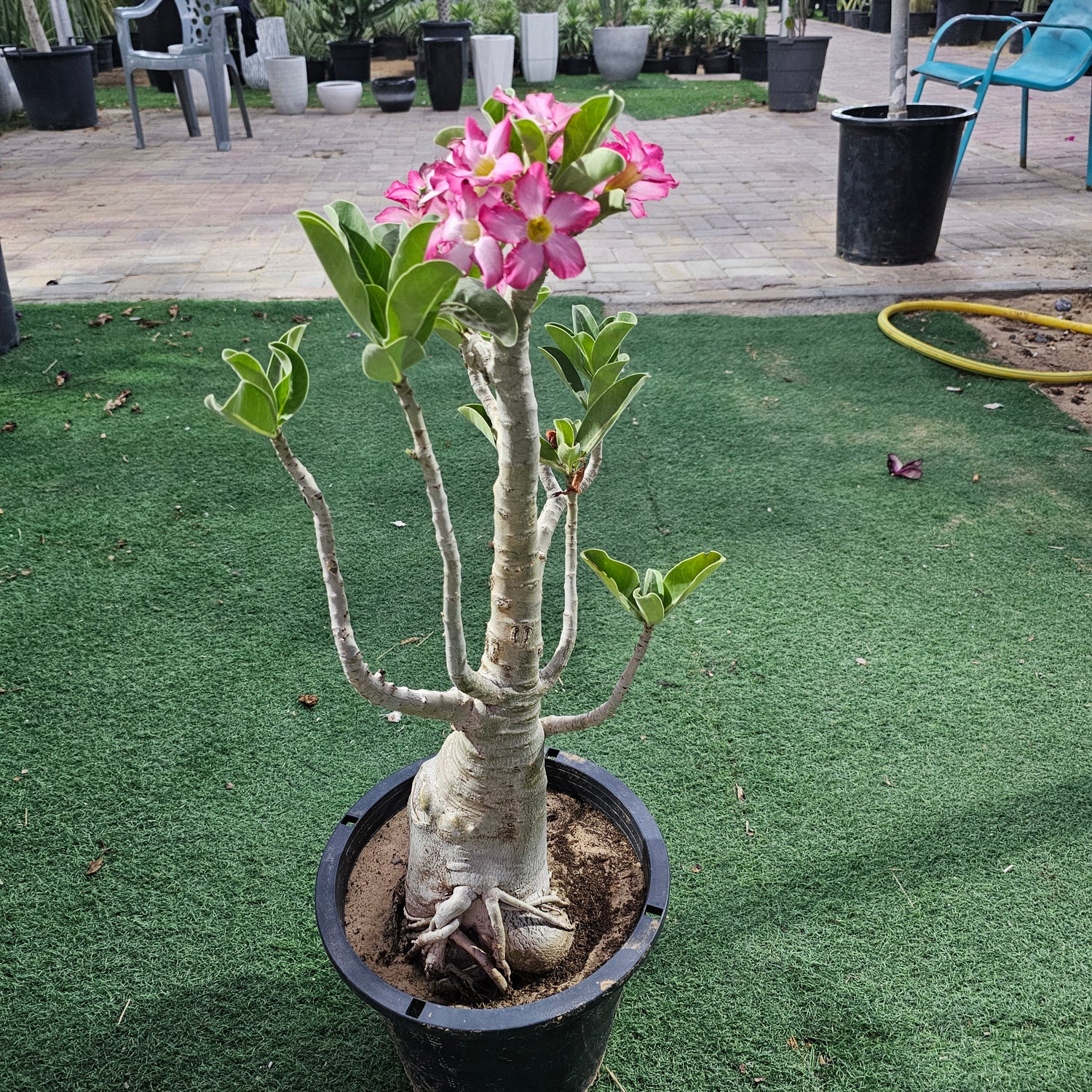 Desert Rose / Adenium / Sabi Star / / Impala Lily / Kudu / Mock Azalea