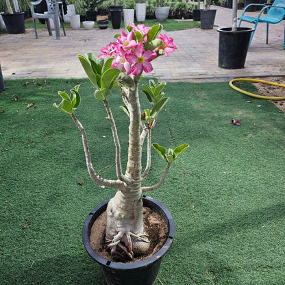 Desert Rose / Adenium / Sabi Star / / Impala Lily / Kudu / Mock Azalea