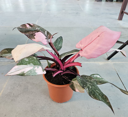 Philodendron Pink Princess Marble Galaxy / Pink Princess