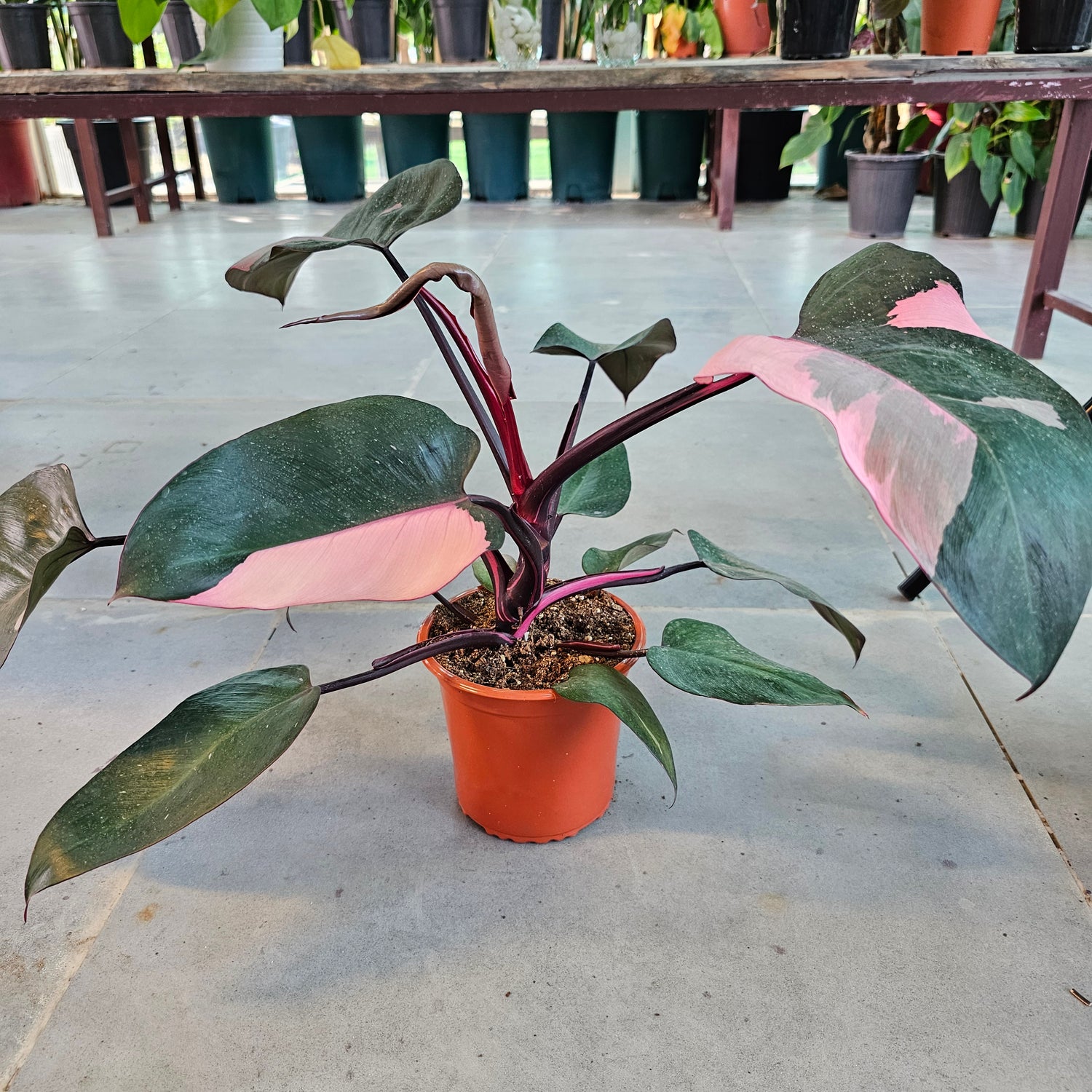 Philodendron Pink Princess / Pink Princess