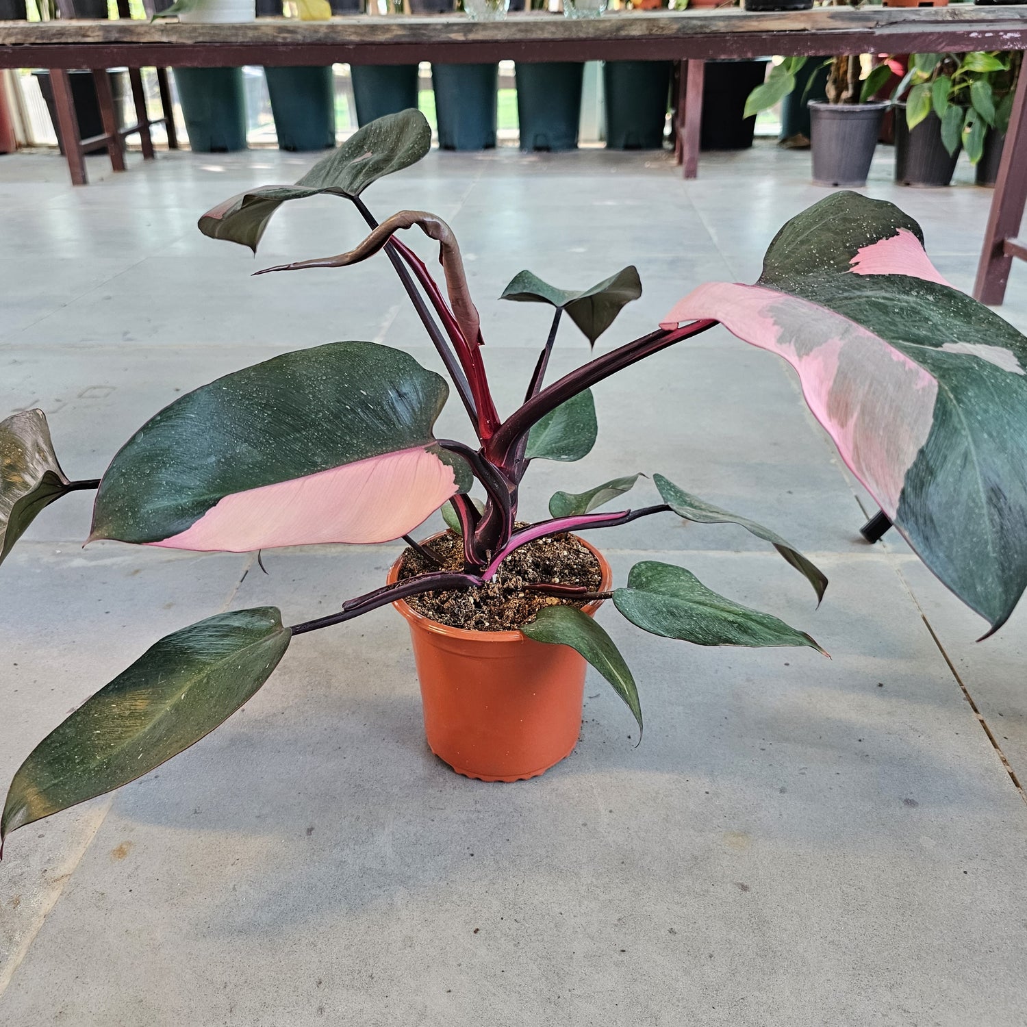 Philodendron Pink Princess / Pink Princess
