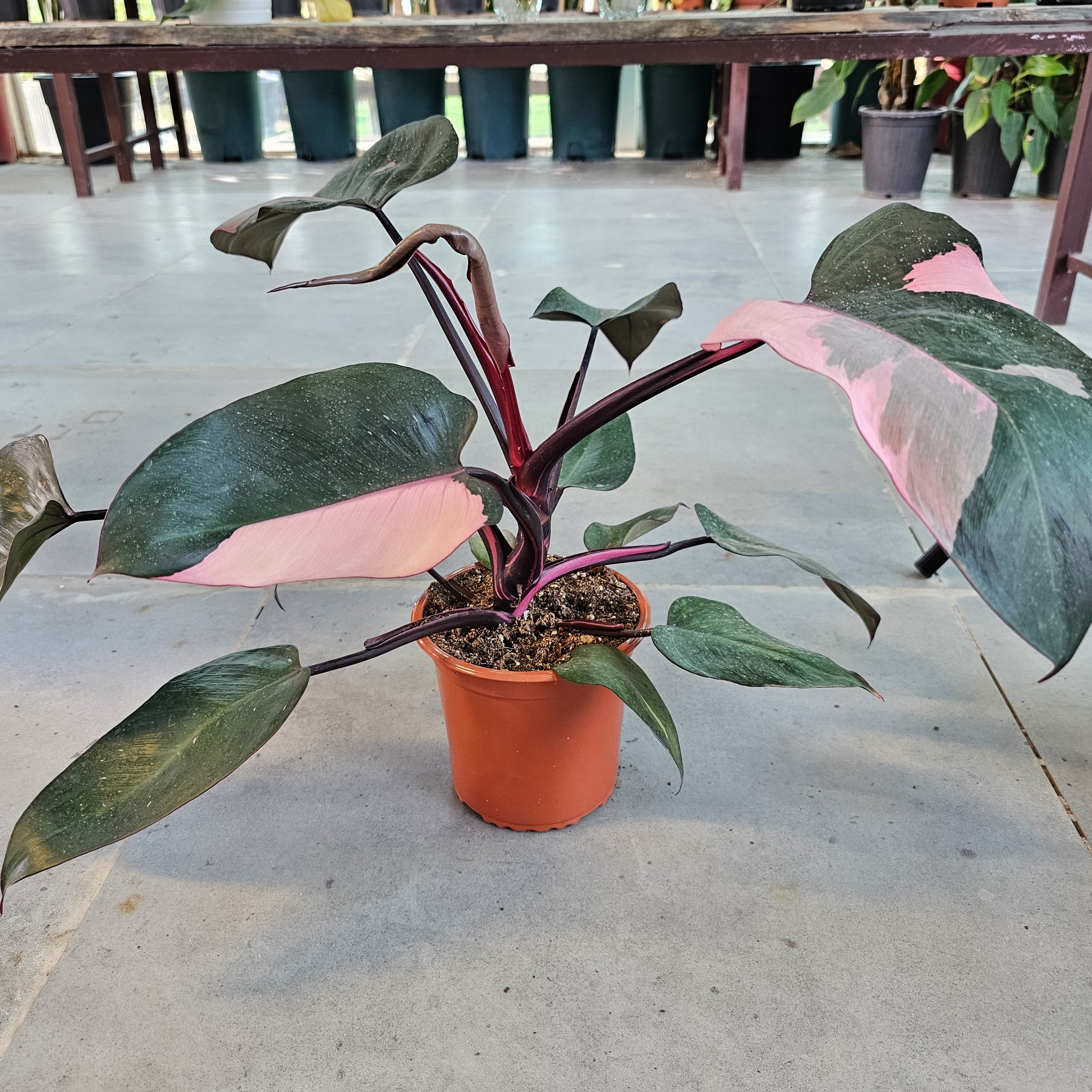 Philodendron Pink Princess / Pink Princess