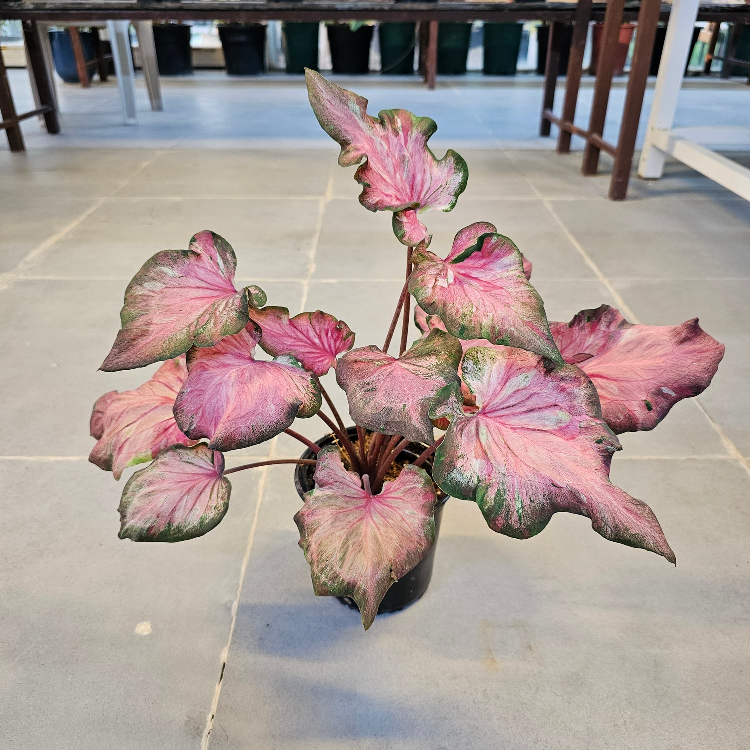 Caladium / Caladium Infinity / Araceae / Pind &amp; Red