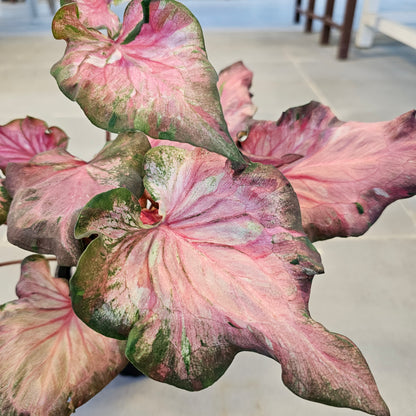 Caladium / Caladium Infinity / Araceae / Pind &amp; Red