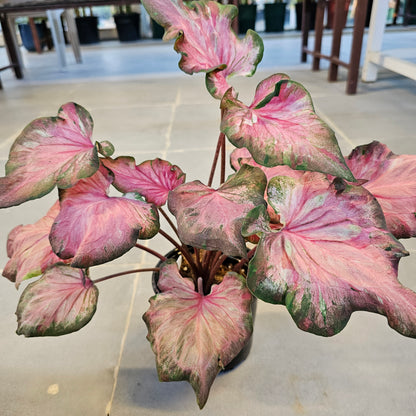 Caladium / Caladium Infinity / Araceae / Pind &amp; Red
