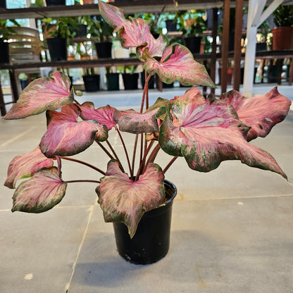 Caladium / Caladium Infinity / Araceae / Pind &amp; Red