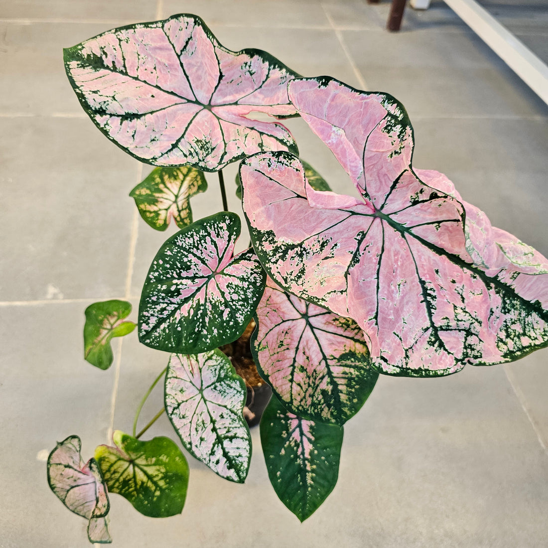 Caladium / Caladium Pink / Araceae / Heart of Jesus / Pink