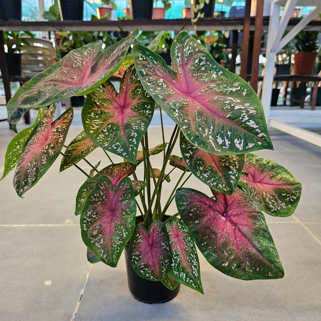 Caladium / Caladium Green and Red / Araceae  / Green and Red