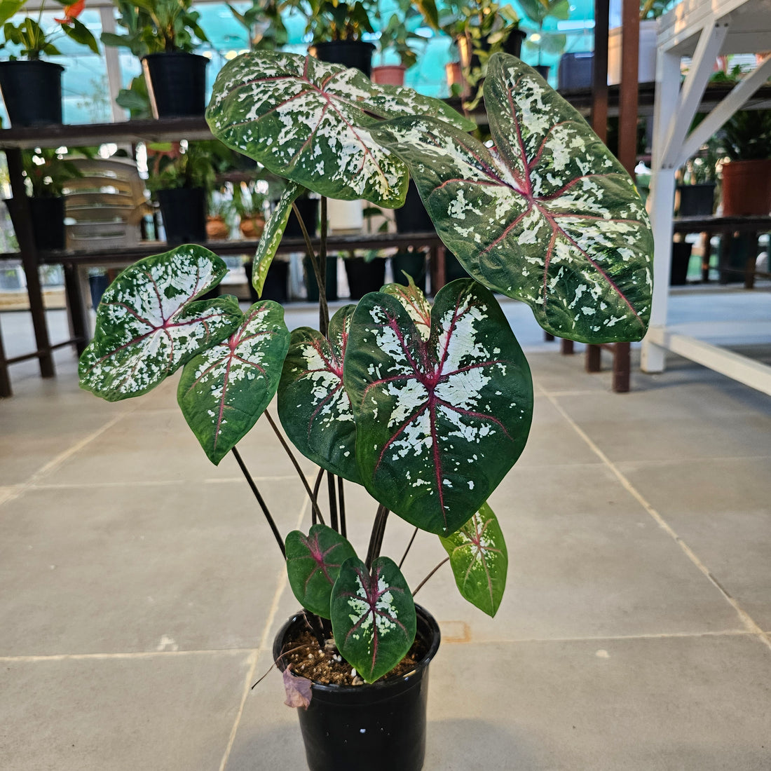 Caladium / Caladium Green / Araceae / Heart of Jesus / Green and White