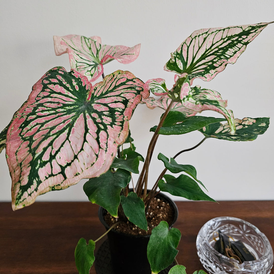 Caladium / Caladium Pink / Araceae / Symphony Leafy / Peppermint Leafy