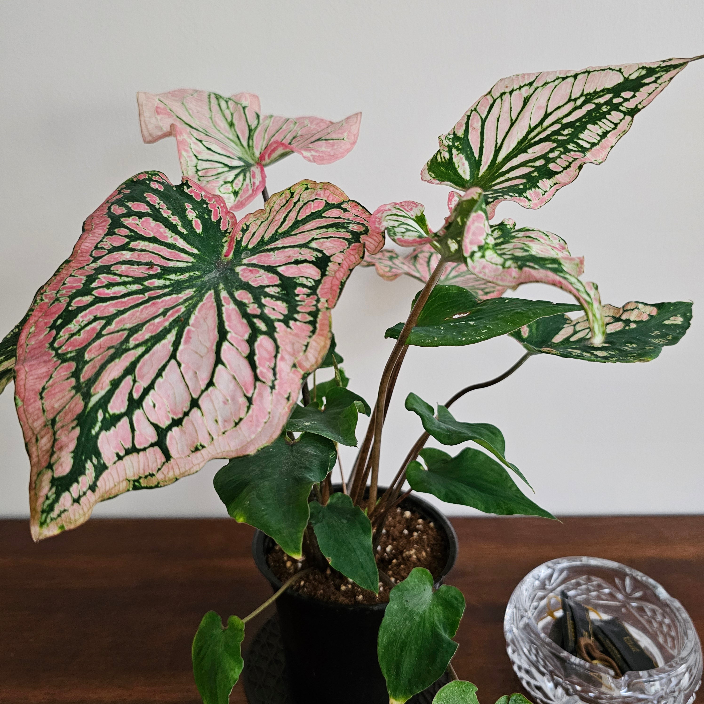 Caladium / Caladium Pink / Araceae / Symphony Leafy / Peppermint Leafy