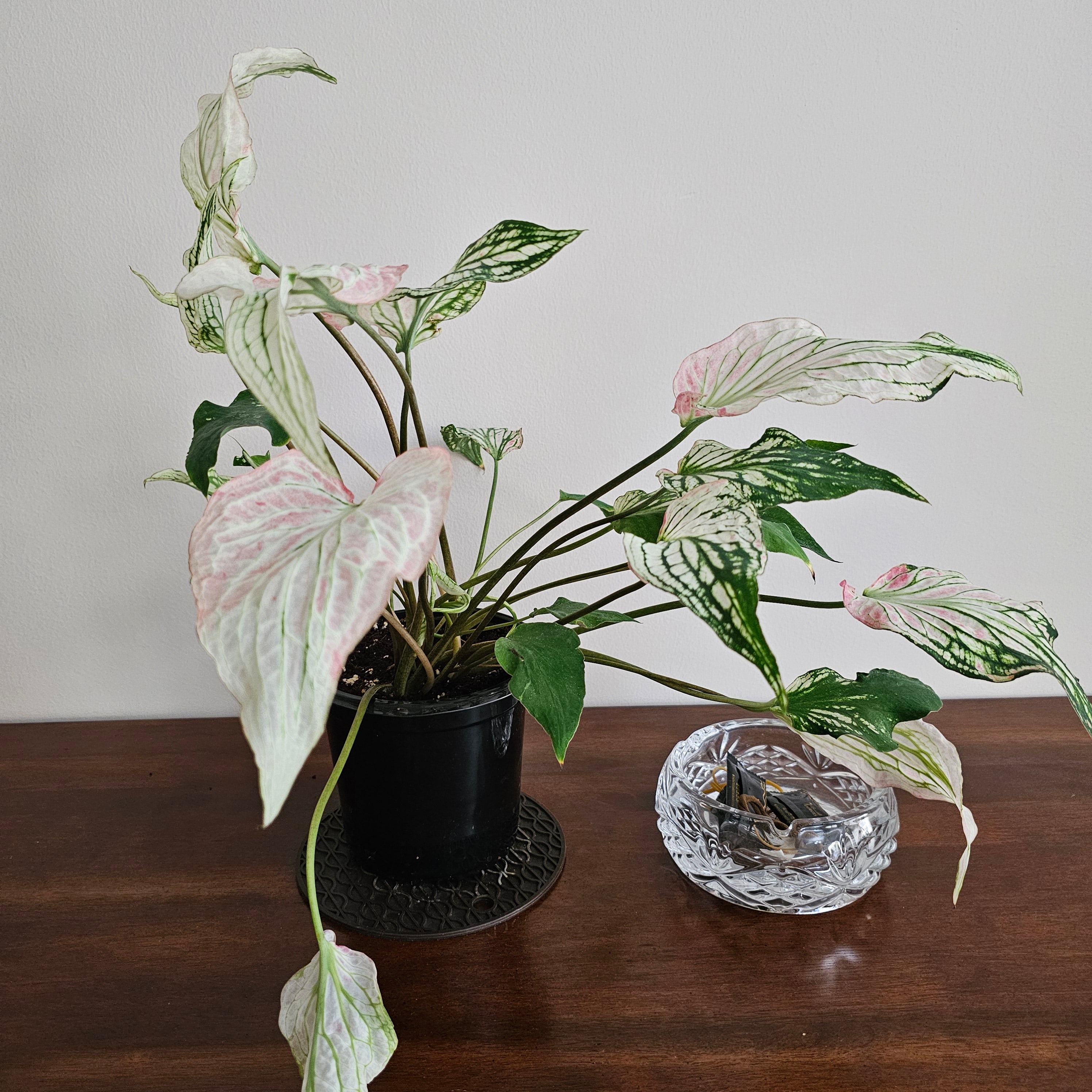 Caladium / Caladium Pink / Araceae / Peppermint Leafy