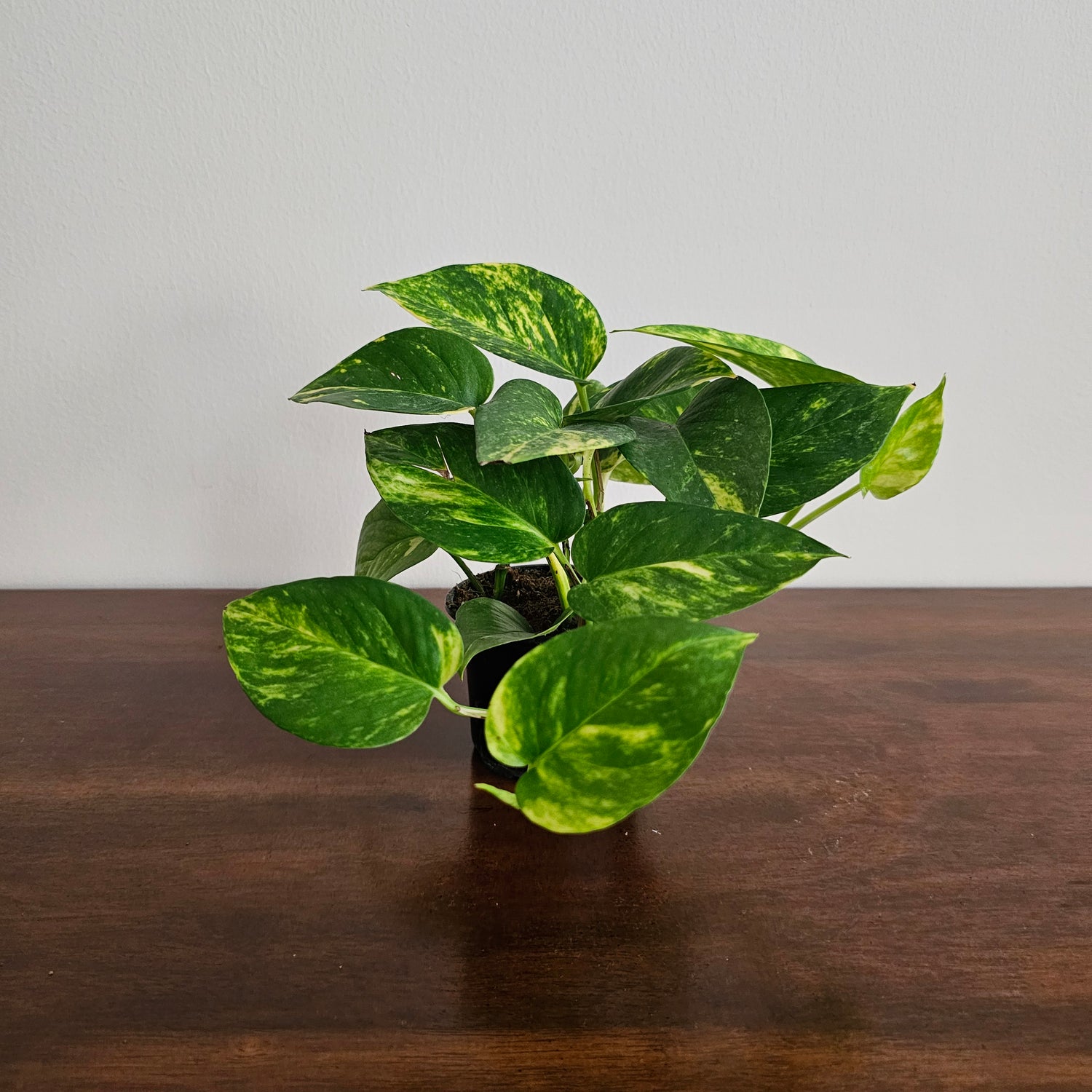 Epipremnum Aureum / Small Money Plant / Money Plant