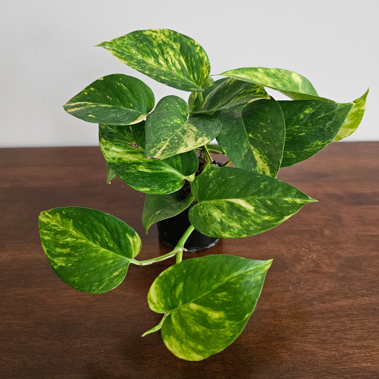 Epipremnum Aureum / Small Money Plant / Money Plant