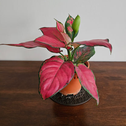 Aglaonema Red  / Aglaonema  Anyamanee