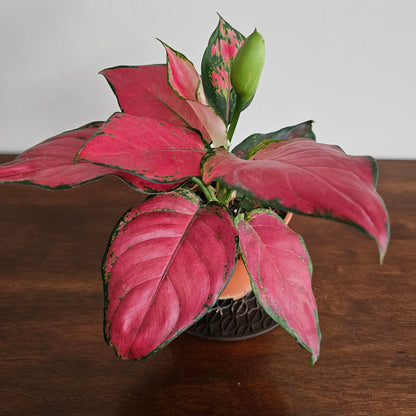 Aglaonema Red  / Aglaonema  Anyamanee