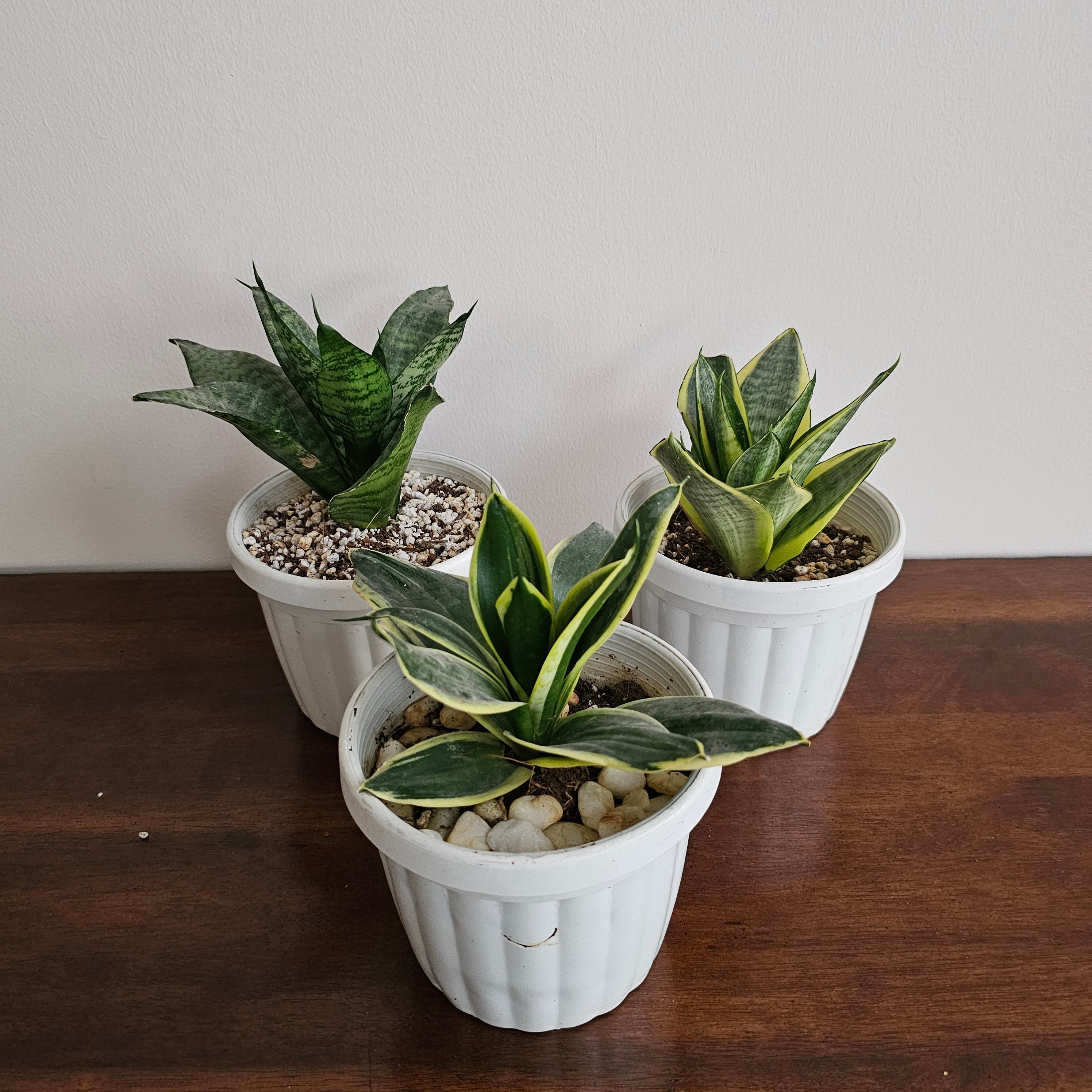 Sansevieria Golden Hahnii Snake Plant / Yellow / Green Sansevieria / Small Snake Plant / Mixed / Bundle