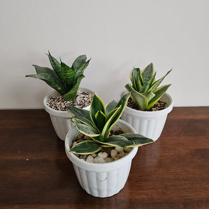 Sansevieria Golden Hahnii Snake Plant / Yellow / Green Sansevieria / Small Snake Plant / Mixed / Bundle