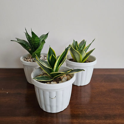 Sansevieria Golden Hahnii Snake Plant / Yellow / Green Sansevieria / Small Snake Plant / Mixed / Bundle