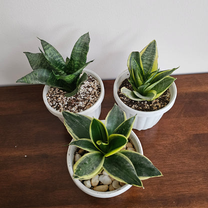 Sansevieria Golden Hahnii Snake Plant / Yellow / Green Sansevieria / Small Snake Plant / Mixed / Bundle