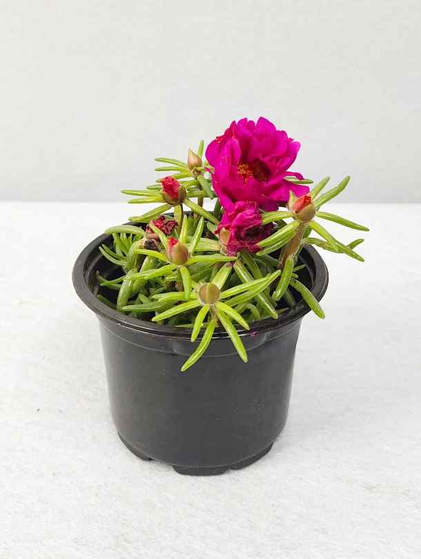 Portulaca Grandiflora