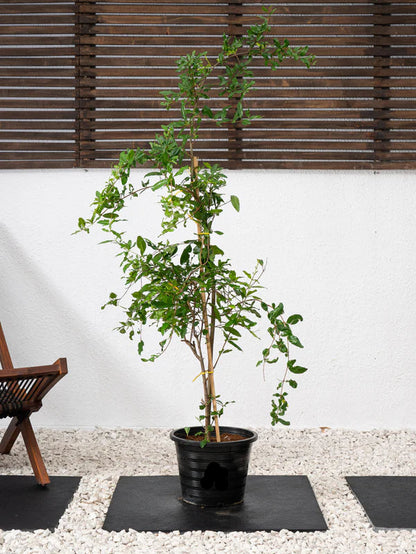 Pomegranate Tree (Punica granatum)