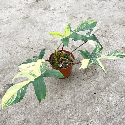 Philodendron Florida Beauty Variegated