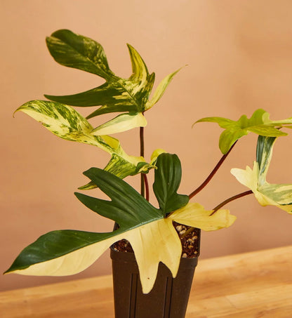 Philodendron Florida Beauty Variegated