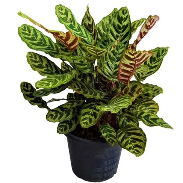 Calathea Makoyana / Cathedral Windows