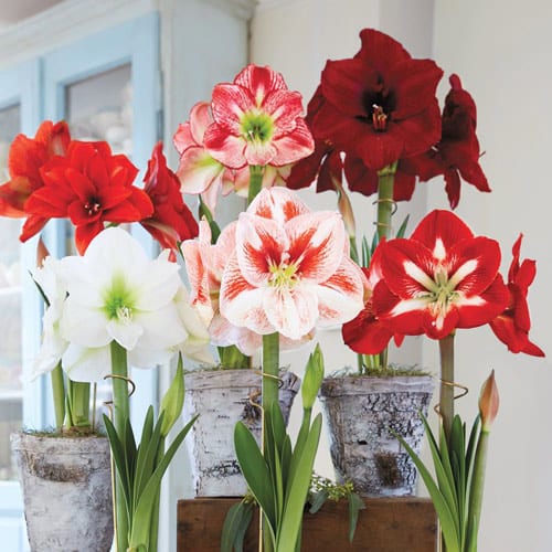 Amaryllis Flowers