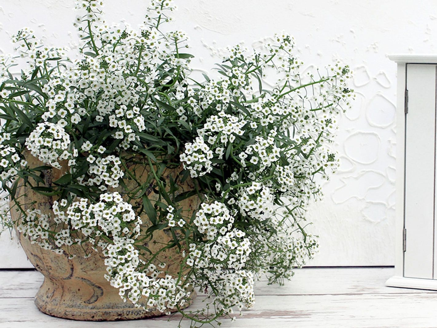 Alyssum