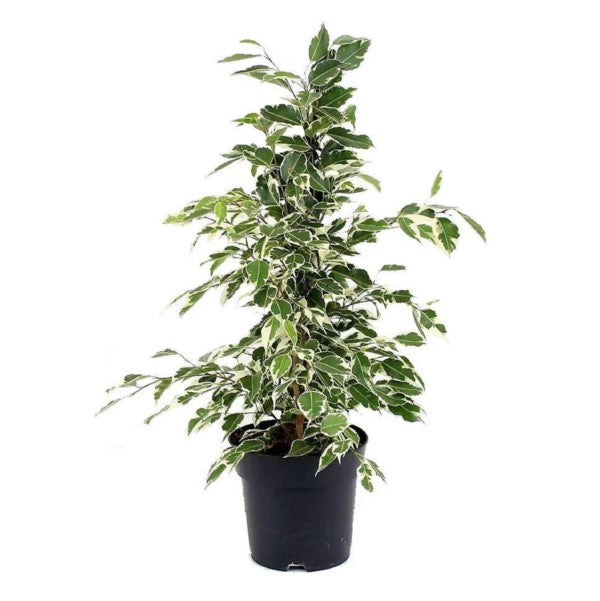 Ficus Benjamina Star light (Ficus Benjamina Variegated)