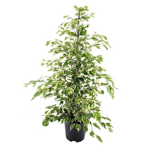 Ficus Benjamina / Twilight
