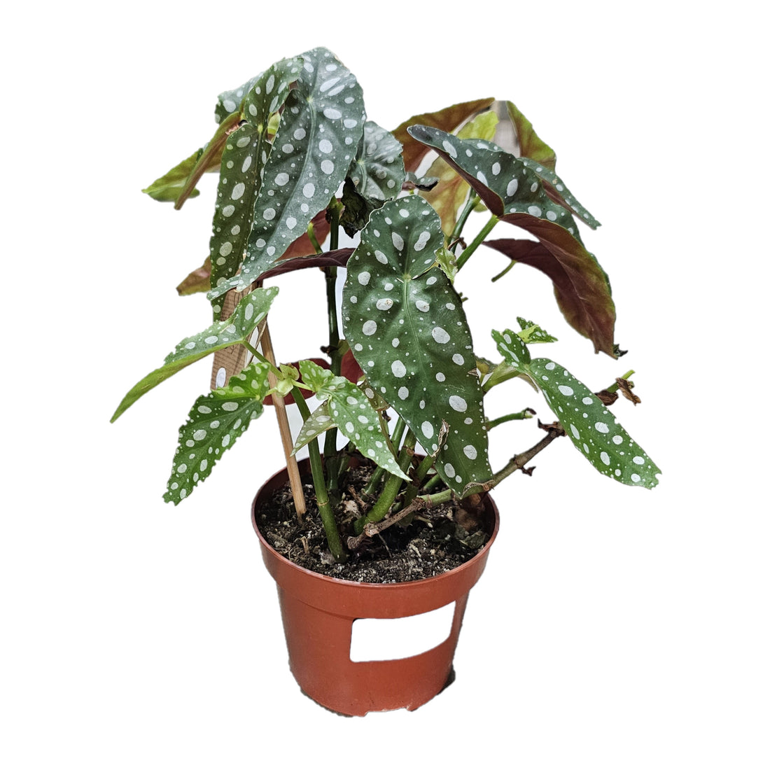 Polka Dot / Begonia Maculata / Wightii / Angel Winged Cane