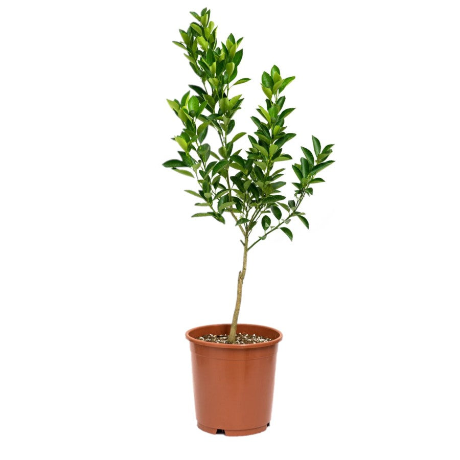 Citrus Microcarpa / Calamansi Citrus Microcarpa/ Orange